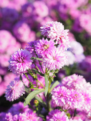 Marguerite soft pink flower blooming in garden blurred of nature background