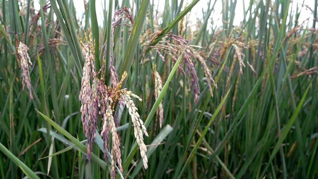 Riceberry rice in green organic rice paddy field, ears of riceberry rice.