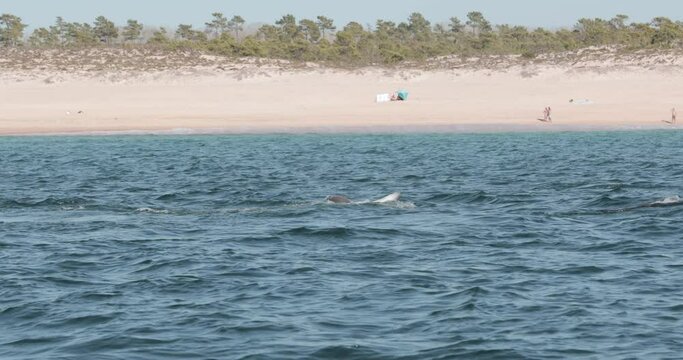 Dolphins Swimming At The Beach In Comporta, Portugal During Summer - wide shot, slow motion