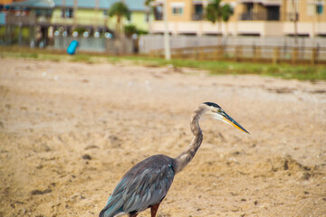 Great Blue Heron walking on beach with ocean grass