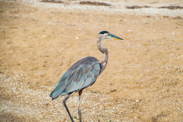 Great Blue Heron walking on beach with ocean grass