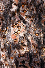 countless acorn in pine tree