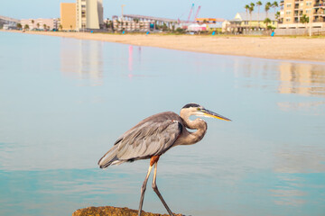 Great Blue Heron walking on fishing pier