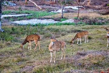 deer in the grass
