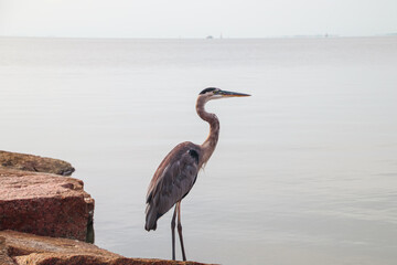 Great Blue Heron walking on fishing pier