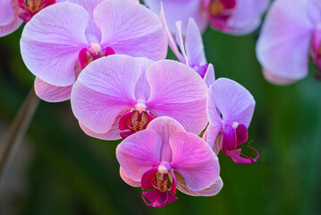 Fototapeta na wymiar Phalaenopsis orchid. Or moon orchid, moth orchid, Phalaenopsis amabilis. The official residence of Shilin in Taipei, Taiwan. March 2020.