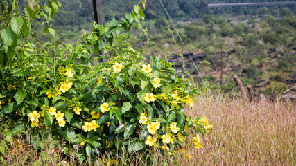 flowers in the field