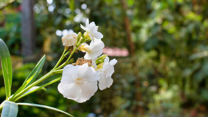 white and yellow flowers