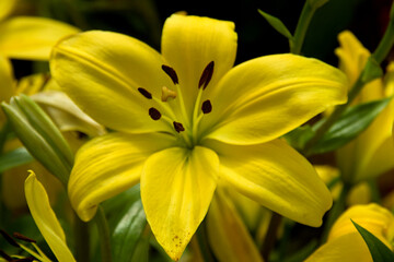 Yellow Easter Lily Flowers