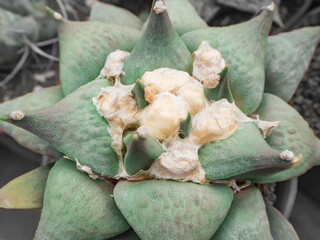 Closeup of green cactus with yellow fur in green house