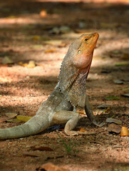 Lizard of Australia, Kimberly region.
