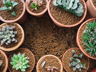 A lot of green succulent plants call Haworthia in orange cultivation pot background