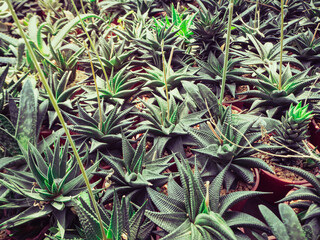 Green cactus with a lot of sharpe leaf layer  background, vintage filter