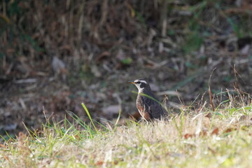 dusky thrush on the ground