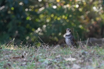 dusky thrush on the ground