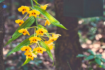 grasshopper on flower