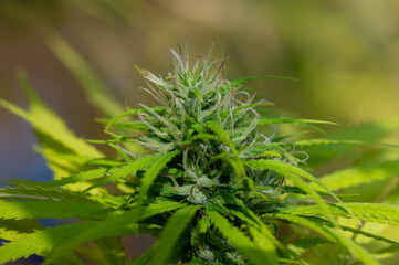 Beautiful marijuana plant growth in the indoor farm.Cannabis commercial growing in the greenhouse.Natural plant herb pharmaceutical production for alternative medicine concept.