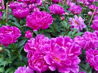 Obraz premium Close up of beautiful rich pink peony flowers, fully blooming in the peony garden 