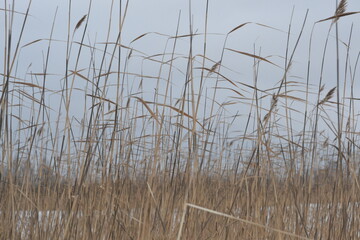 Background of winter dry wild grass macro