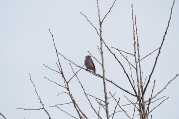 hawfinch on the branch