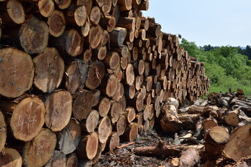 切り出された杉の丸太