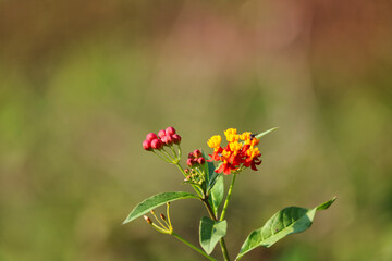 butterfly on flower