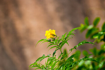 yellow flowers on a green background