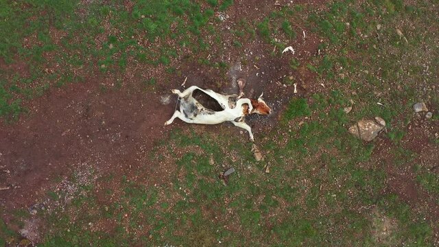 Dead cattle carcasses in remote pasture fields, agricultural problems, aerial