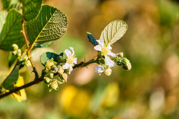 butterfly on a branch of lilac