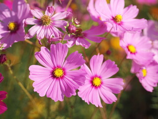 Obraz na płótnie Canvas Soft Pink color flower, sulfur Cosmos, Mexican Aster flowers are blooming beautifully springtime in the garden, blurred of nature background