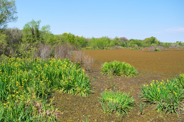 Obraz premium Lagoon of the Costanera Sur Ecological Reserve, in Buenos Aires, Argentina