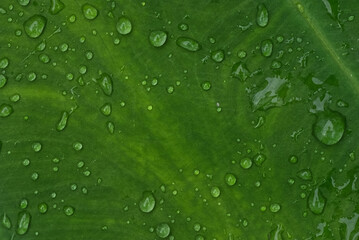 Fototapeta na wymiar Water droplet on lush green banana leaf