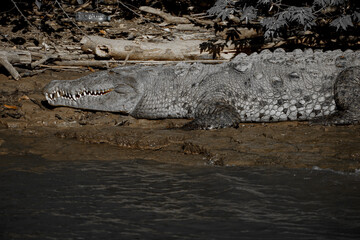 Cocodrilo reposando