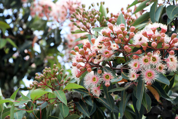 Beautiful pink and white flowering gum trees in Victoria Australia with bees hovering