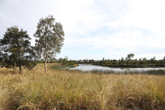 Wetlands in South East suburbs of Melbourne, Victoria, Australia showing trees, gardens, lake