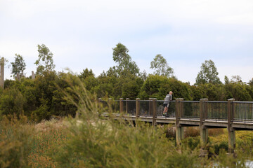 Wetlands in South East suburbs of Melbourne, Victoria, Australia showing trees, gardens, lake