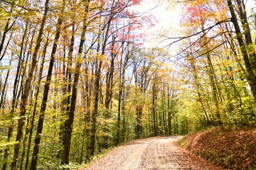 Obraz premium Autumn road