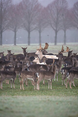 a group of deer a foggy morning