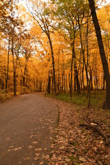 Fototapeta premium autumn in the park