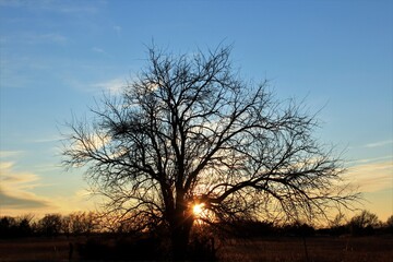 silhouette of a tree at sunset with clouds north of Hutchinson Kansas USA out in the country.