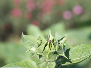 bud Sunflower plant Small yellow flower blooming in garden blurred of nature background