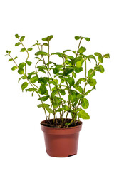 Bush of fragrant mint in a pot on a white background