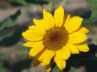 Sunflower plant Small yellow flower blooming