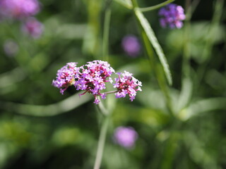 Verbena bouquet Small violet flower blooming in garden blurred of nature background, copy space concept for write text design in front background for banner, card, wallpaper, webpage