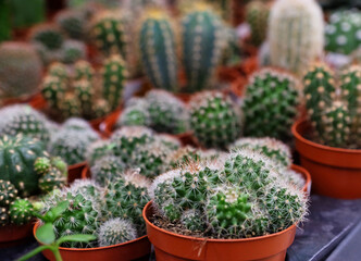 Various types of green cactus pots in the shop