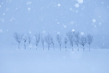 新潟県小千谷市池ヶ原の雪化粧したはさ木