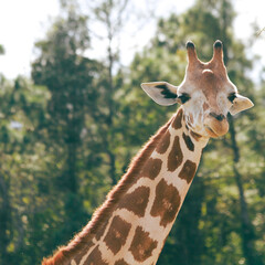 Giraffe's Face,  キリンの顔