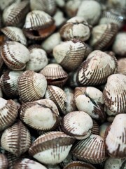 신선한 음식재료 바지락, 조개류 
