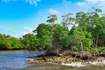 A Little Mangrove Island, 小さなマングローブの島