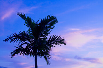 Fototapeta na wymiar Shade Palm Tree in the Purple Sky